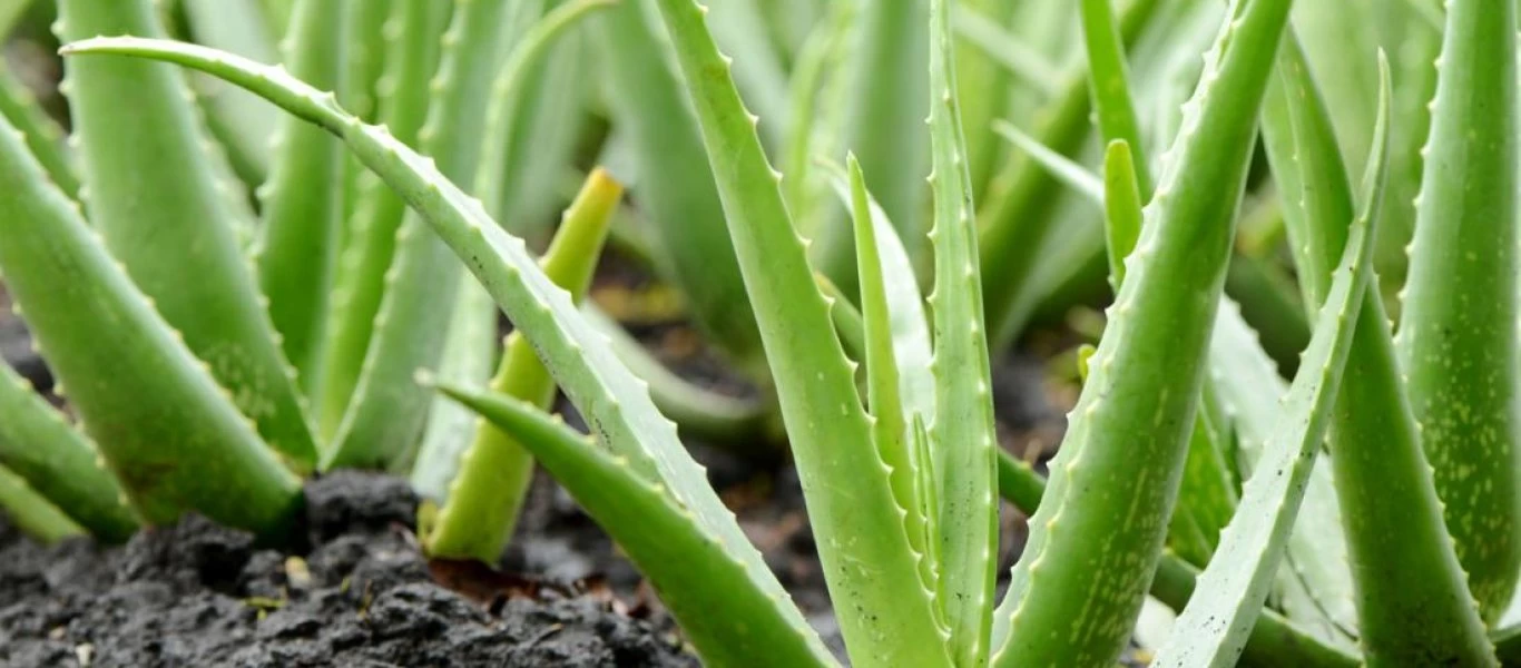 Αλόη: Το θαυματουργό φυτό - Δείτε τους 25 τρόπους που μπορείτε να τη χρησιμοποιήσετε (βίντεο)